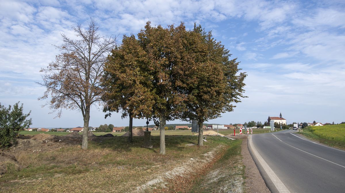 V Česku mizí stromy u silnic, škodí to krajině i drobným živočichům